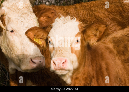 Eine britische Simmentaler Kuh und Kalb Stockfoto