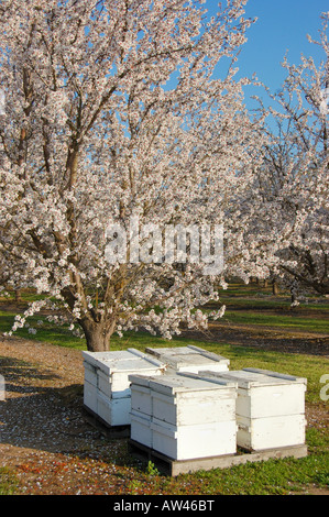 Mandelblüte im Frühling blühen Bienen und Bienenstöcke Bauernhof im Central Valley von Kalifornien Stockfoto