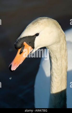 Schwan mit Wassertropfen auf seine Rechnung. Stockfoto