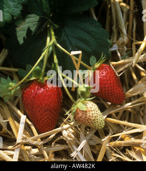 Reife Erdbeeren bereit für die Kommissionierung ruht auf Stroh Stockfoto