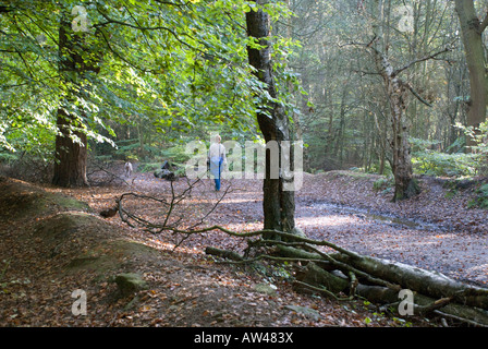 Frau, die ihren Hund durch Alderley Edge National Trust Park, Cheshire, UK, 2007 Stockfoto