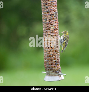 Erlenzeisig Fütterung auf Nuts - Zuchtjahr spinus Stockfoto