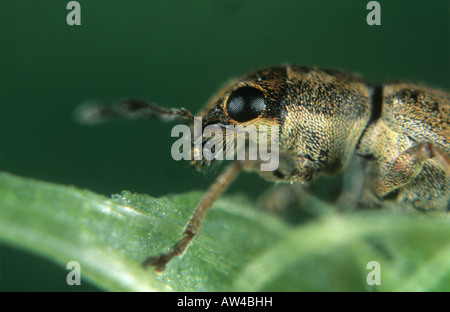 PEA Bean Rüsselkäfer Sitona Lineatus Seitenansicht des Kopfes und der Augen Stockfoto