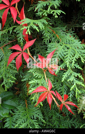 Rotes Laub im Herbst gegen Grün der Zypressen Hecke von Boston-Efeu Stockfoto