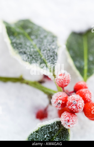 festliche Zweig der bunten frostigen Stechpalme Blätter mit roten Beeren im Schnee Stockfoto