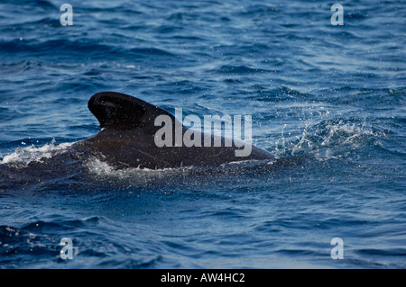 Rückseite des schwarzen Pilotwal Globicephala Melas Stockfoto