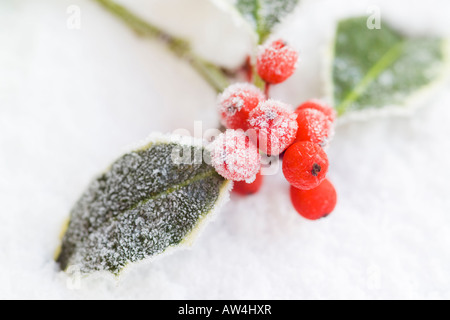 festliche Zweig der bunten frostigen Stechpalme Blätter mit roten Beeren im Schnee Stockfoto