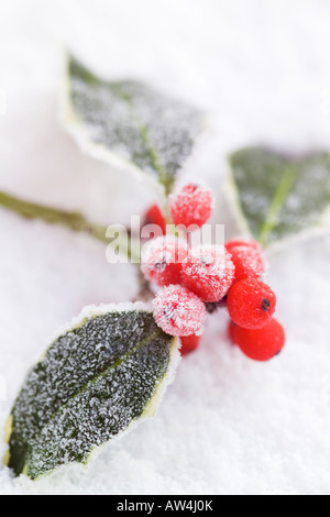 festliche Zweig der bunten frostigen Stechpalme Blätter mit roten Beeren im Schnee Stockfoto