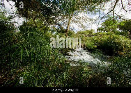 Afrika Kenia Tsavo West Nationalpark Morgen Sonne leuchten üppiger grüner Vegetation wächst um Mzima Springs Stockfoto