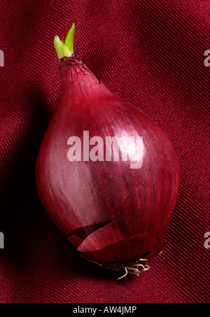 Eine sprießen rote Zwiebel auf einem Burgunder Hintergrund. Stockfoto