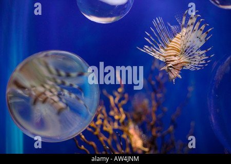 Südafrika Kapstadt Teufel Firefish Pterois Meilen auf dem Display an zwei Ozeanen Aquarium gefangen Stockfoto