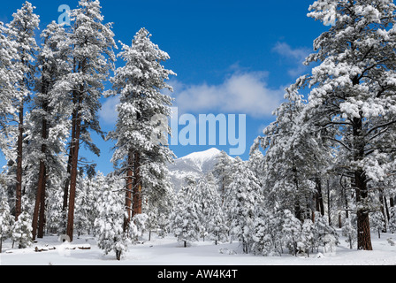 San Francisco Peaks im Winterschnee in der Nähe von Flagstaff, Arizona Stockfoto