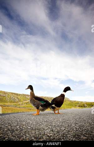 Zwei Enten stehen Rücken an Rücken auf einer Landstraße Stockfoto