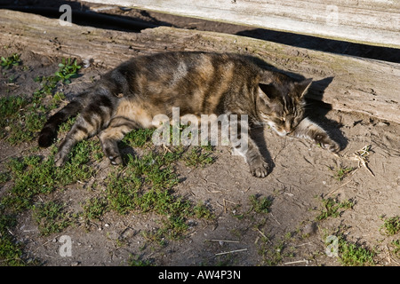 Katze in der Sonne im Freien schlafen Stockfoto
