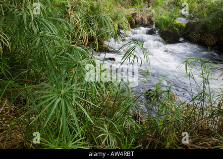 Afrika Kenia Tsavo West Nationalpark Morgen Sonne leuchten üppiger grüner Vegetation wächst um Mzima Springs Stockfoto