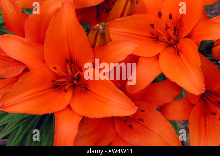 Orange lilly Stockfoto