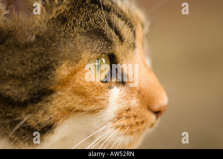 Nahaufnahme von Hauskatze zeigt Seite von Gesicht und Augen Stockfoto