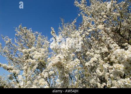 Blüten der Schlehe oder Schlehe Prunus Spinosa Stockfoto