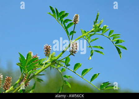 Lakritze, Lakritze (Glycyrrhiza Glabra), Blüte Stockfoto