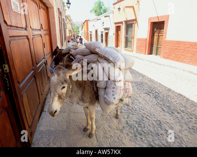 Burro auf Stadtstraße in San Miguel de Allende Stockfoto