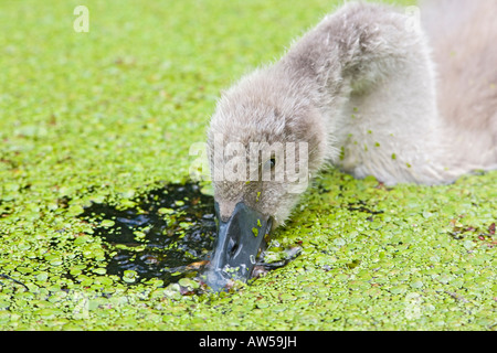 HÖCKERSCHWAN CYGNUS SOLAR CYGNET FRESSEN WASSERLINSEN HAUTNAH Stockfoto