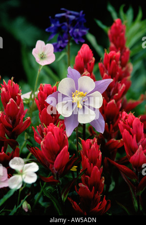 Wilde Blumen Akelei und Pinsel in Yankee Boy Becken Stockfoto