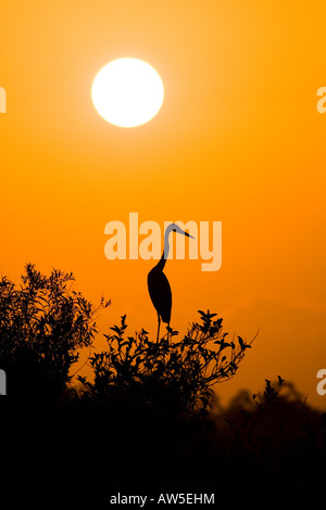 Great Blue Heron Silhouette gegen Sonne Everglades Nationalpark Stockfoto
