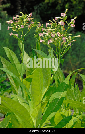 Gemeinsamen Tabak, kultiviert Tabak (Nicotiana Tabacum), blühende Pflanze Stockfoto