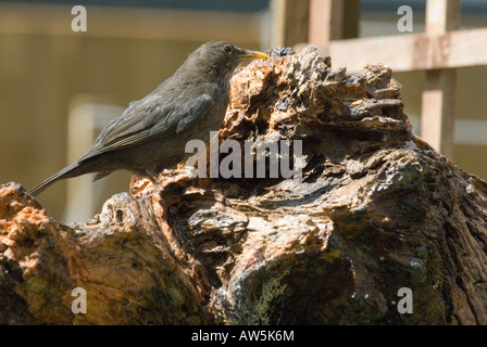 Amsel weiblicher Vogel mit braunen Markierungen thront auf einem faulen Baumstumpf im Garten, Oxford, UK Stockfoto