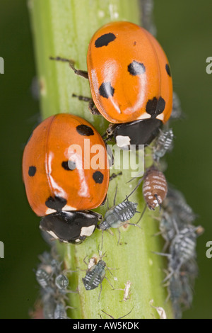 MARIENKÄFER 7 VOR ORT COCCINELLA 7 TROMMLER ERNÄHREN SICH VON BLATTLÄUSEN Stockfoto