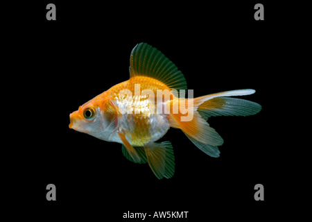 Ryukin Goldfisch derivitive Carassius Auratus Seite Ansicht schwarzen Hintergrund gemäßigten Süßwasser-Aquarium Teichfische Stockfoto