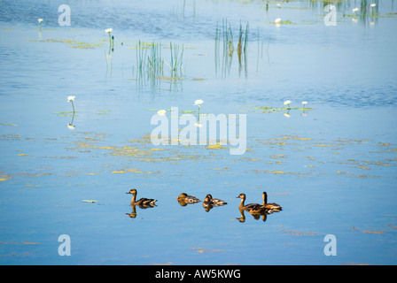 Wandernde pfeifenden Enten Stockfoto