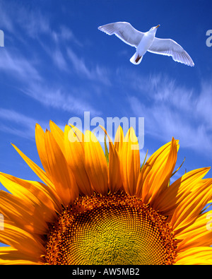 FR - PROVENCE: Sonnenblume (Helianthus lat.) Stockfoto