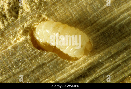 Holzwurm Anobium Punctatum Käferlarve ausgesetzt in seiner Galerie in eine hölzerne Sockelleiste Stockfoto