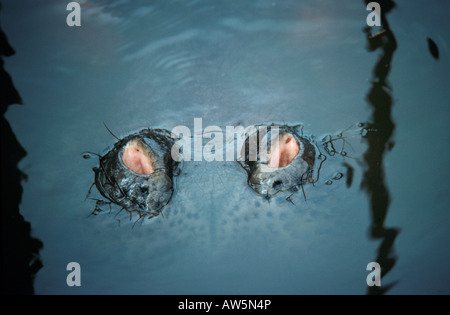 American Alligator Everglades Florida USA Aktion Aktionen Alligator Alligatoren allein Amerika faul sein Wesen faul Close up Close up Stockfoto