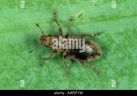 Gemeinsamen Blatt Rüsselkäfer Phyllobius Pyri auf einem Blatt Stockfoto