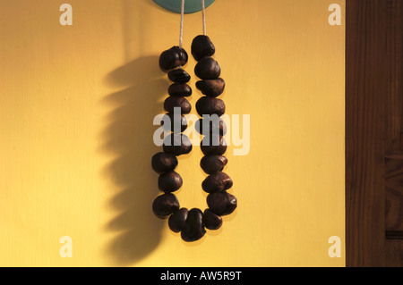 Ein Neclace Conkers, die Muttern vom gemeinsamen Rosskastanie Baum In England. Stockfoto