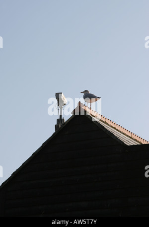 Möwe auf Netto Fischerhütte mit abh Videoüberwachungskamera im Hintergrund stehen Stockfoto