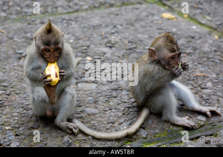 Zwei lange Tailed Makaken Macaca Fascicularis Affe In den Affenwald Ubud Bali Indonesien Stockfoto