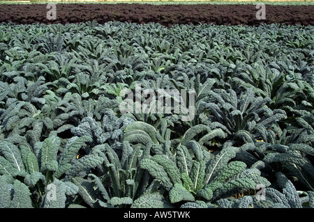 Schwarz-Kale Blätter wachsen in Feld Stockfoto