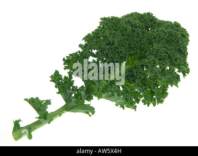 Kale Green Leaf auf weißem Hintergrund Stockfoto