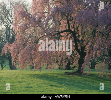 HIGAN-KIRSCHE (PRUNUS SUBHIRTELLA) IM FRÜHJAHR BLÜHEN / PENNSYLVANIA Stockfoto