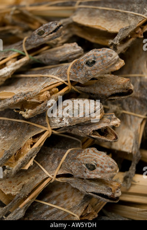 getrocknete Eidechsen in der traditionellen Pharmazie in Singapur Asien Stockfoto