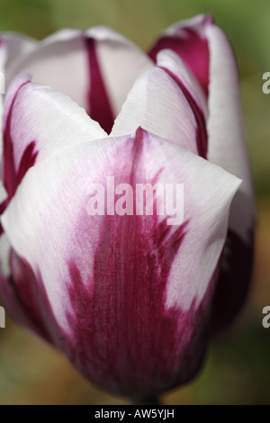 Nahaufnahme einer kastanienbraunen und weiße Tulpe Stockfoto