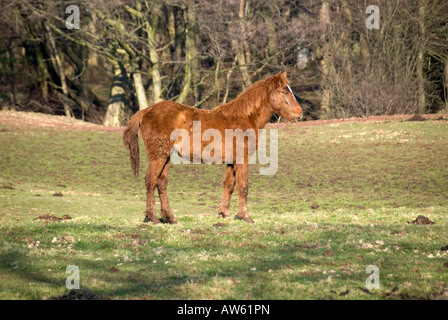 ein Pferdefohlen in einem Feld in wales Stockfoto