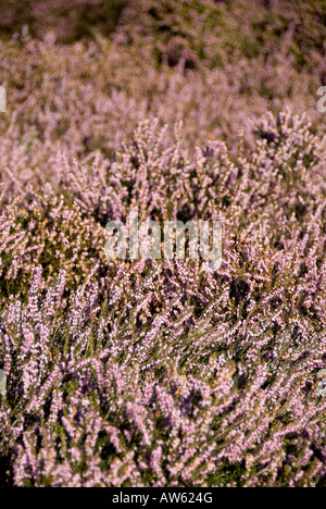 lila lila gefärbten Heidekraut in wales