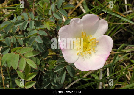 Burnet Rose, Rosa La Stockfoto