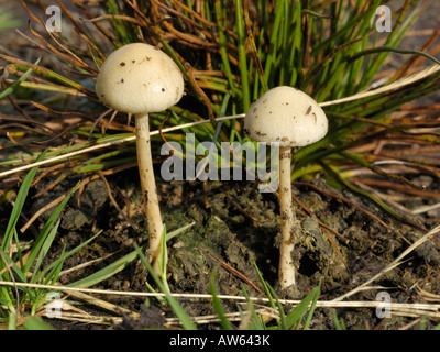 Träuschling Semiglobata, Dung Rundkopf Stockfoto