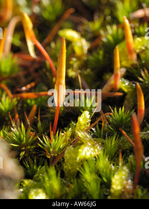 Polytrichum Juniperinum, Juniper Haircap Stockfoto