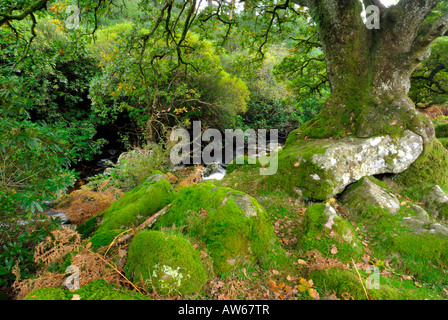 Baum auf Felsen. Dartmoor Nationalpark South Brent Stockfoto